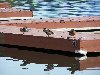 Thumb 
for 100_1252.JPG (68 
KB)