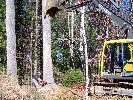 Tree Cutting 2010 Thumb for 100_4259_fixed.jpg (281
KB)