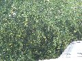 Thumb 
for 100_1502.JPG (143 
KB)