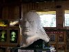 Thumb 
for 100_1020.JPG (55 
KB)