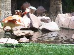 Thumb 
for 100_0641.JPG (95 
KB)