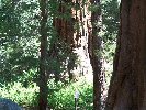 Thumb 
for 100_0899.JPG (129 
KB)