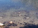 Thumb 
for 100_0919.JPG (83 
KB)